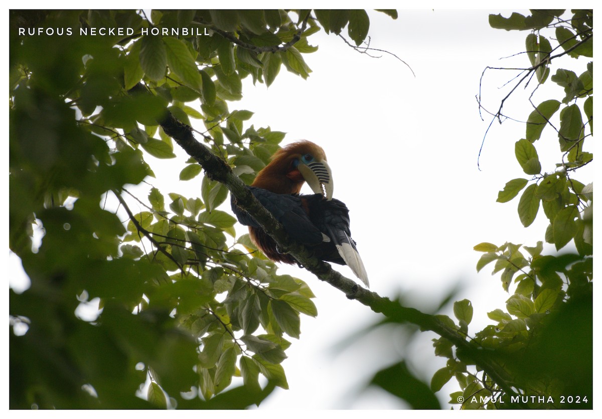 Rufous-necked Hornbill - ML646625112