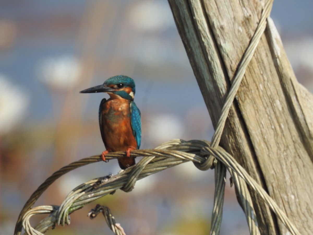 Common Kingfisher - ML646625113