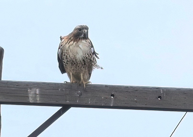 Red-tailed Hawk - ML646625114