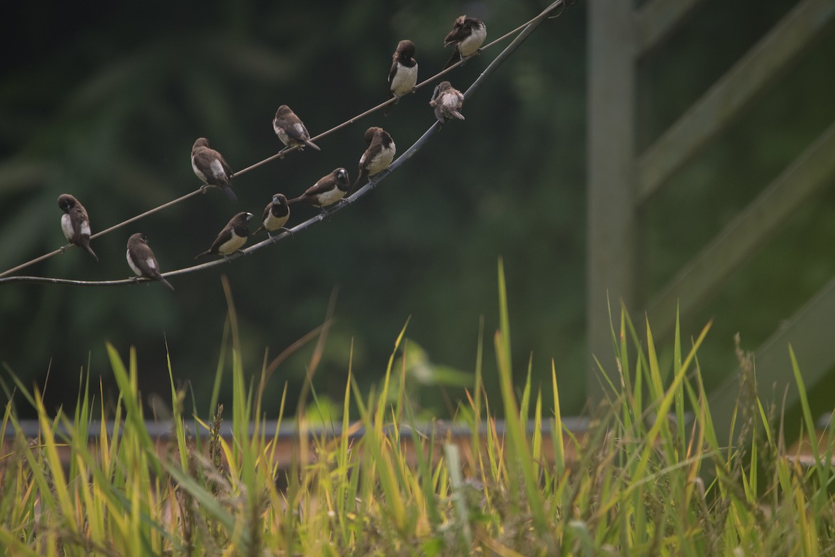 White-rumped Munia - ML646625115