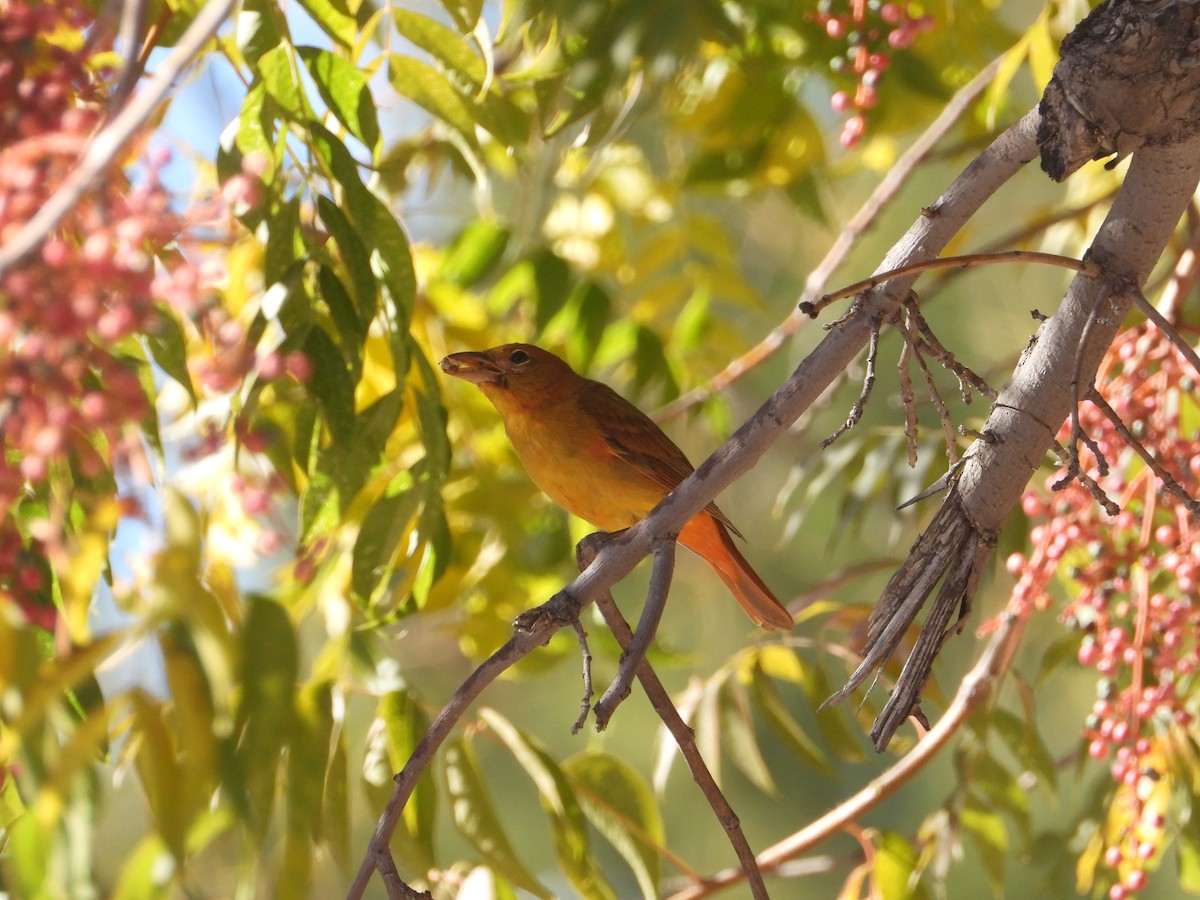 Summer Tanager - ML646625118