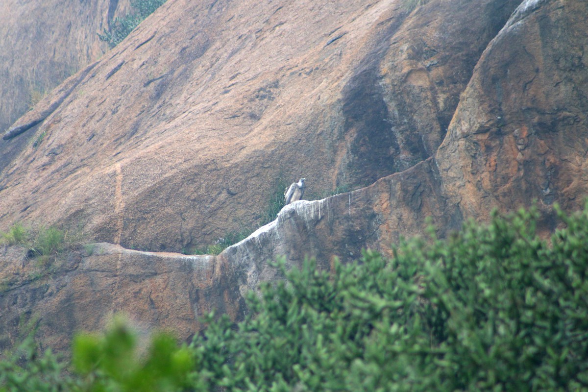 Indiengeier - ML646625119