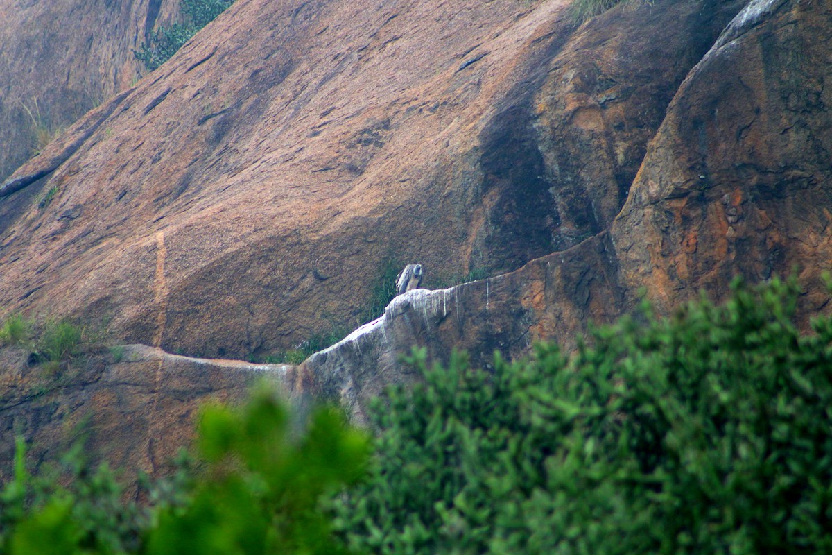 Indiengeier - ML646625120