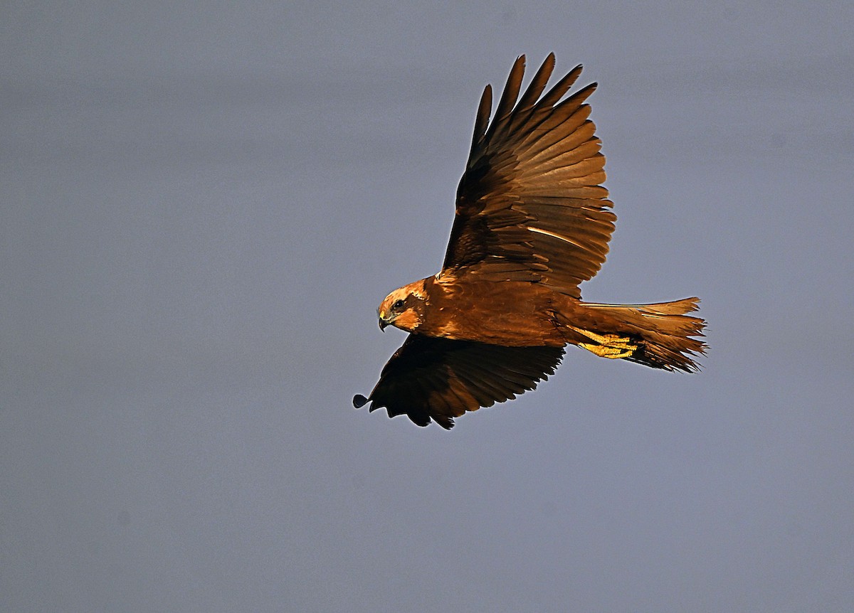 Western Marsh Harrier - ML646625122
