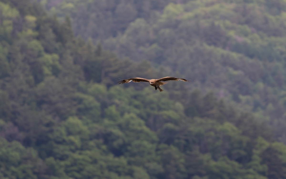 Black Kite - ML646625123