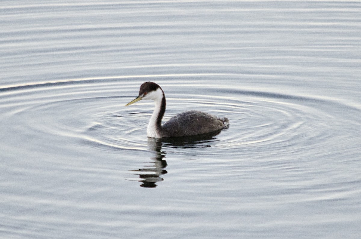 Murgil mendebaldarra - ML646625124