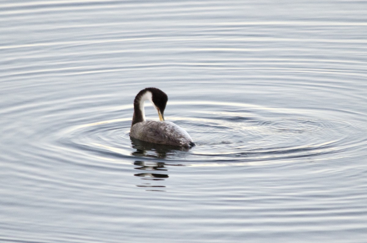 Murgil mendebaldarra - ML646625126