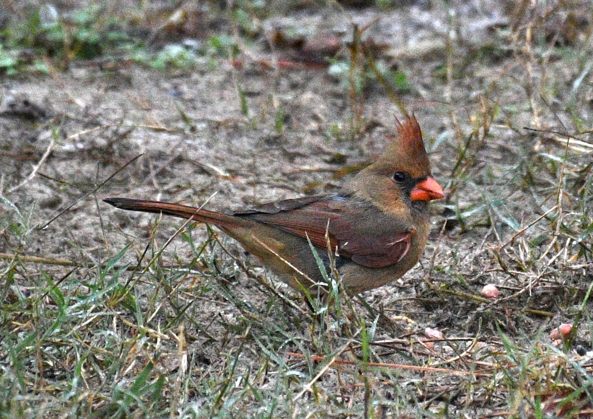Northern Cardinal - ML646625127