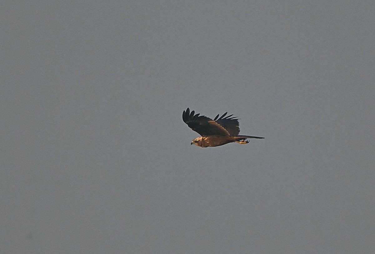 Western Marsh Harrier - ML646625128