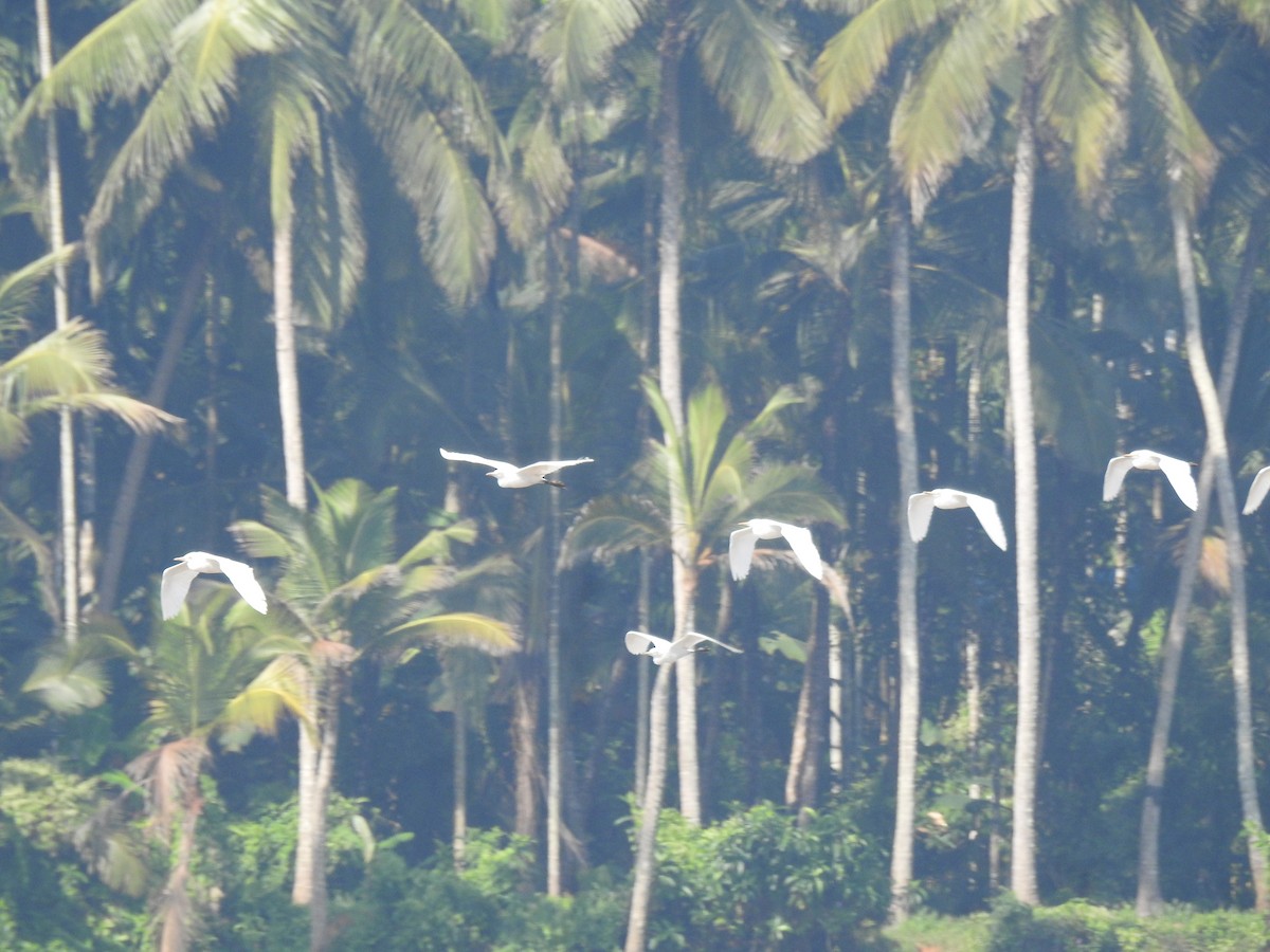 Eastern Cattle-Egret - ML646625130