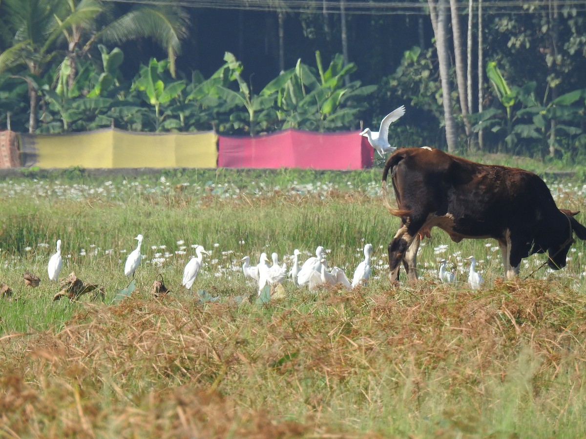 Eastern Cattle-Egret - ML646625131