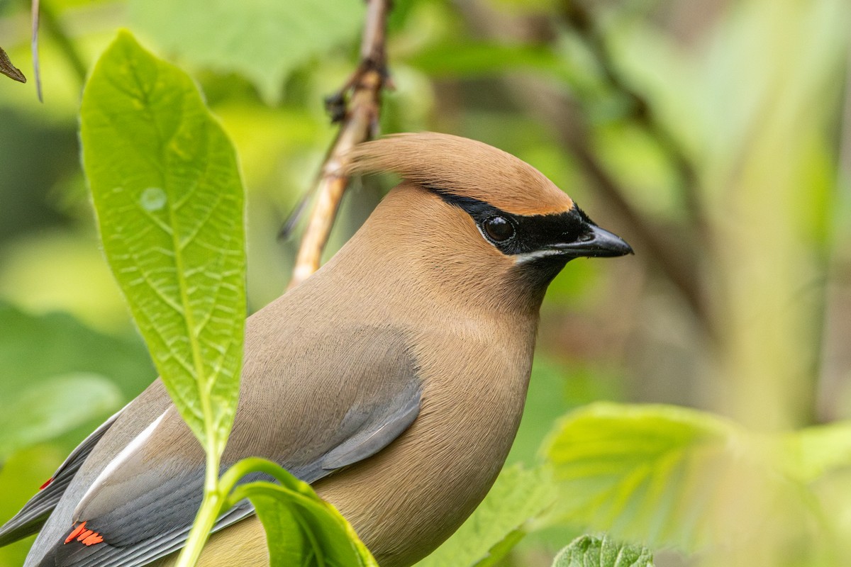 Ampelis Americano - ML646625132