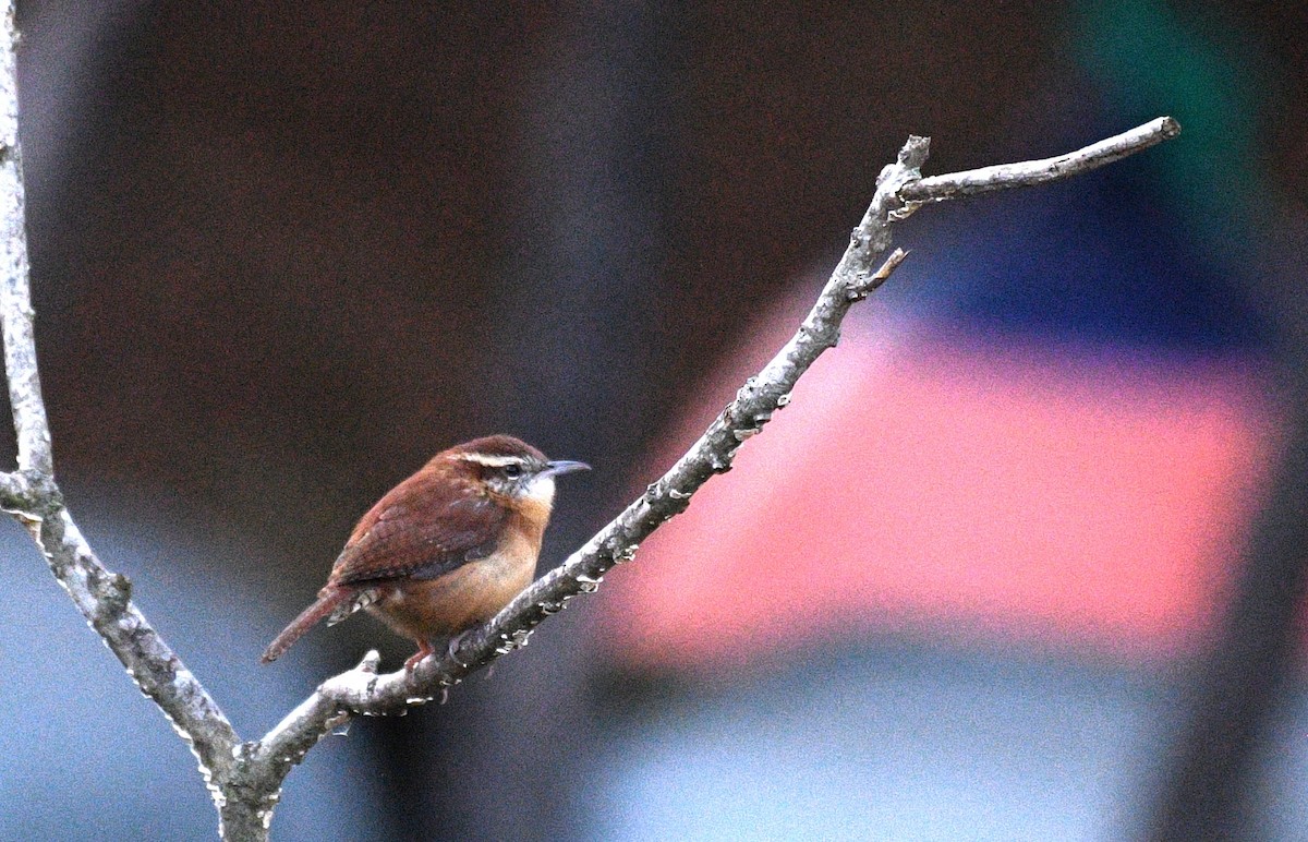 Carolina Wren - ML646625133