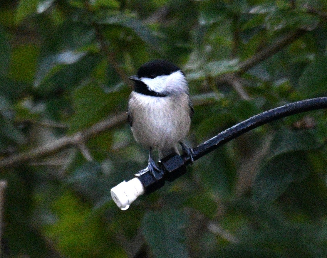Carolina Chickadee - ML646625138
