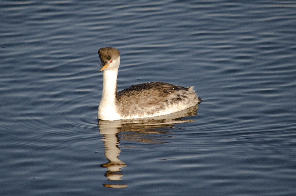 Clark murgila - ML646625139