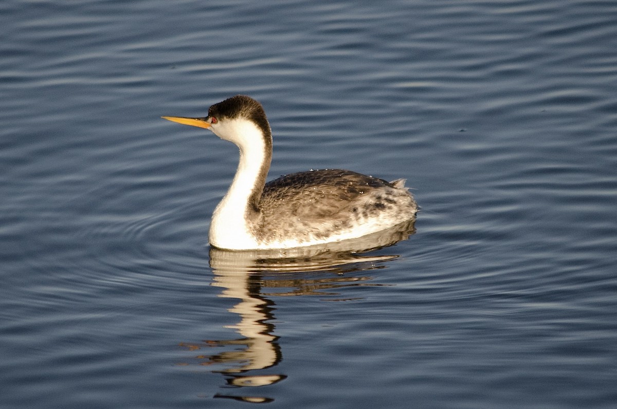 Clark murgila - ML646625140