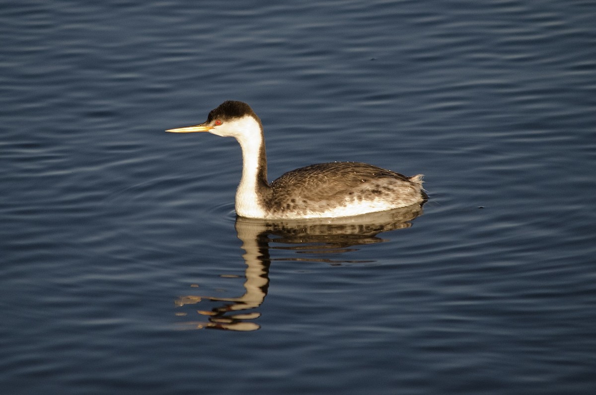 Clark murgila - ML646625141