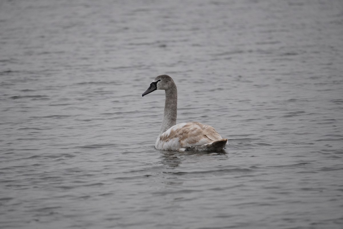 Mute Swan - ML646625143