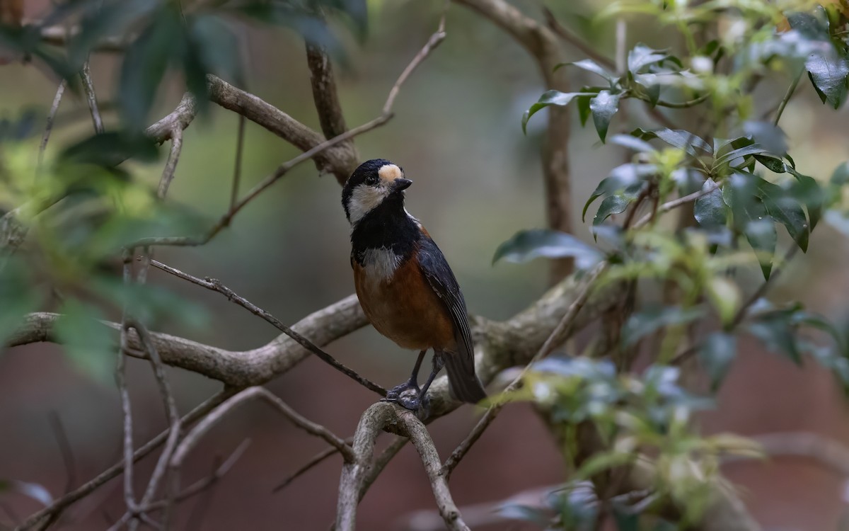 Varied Tit - ML646625144