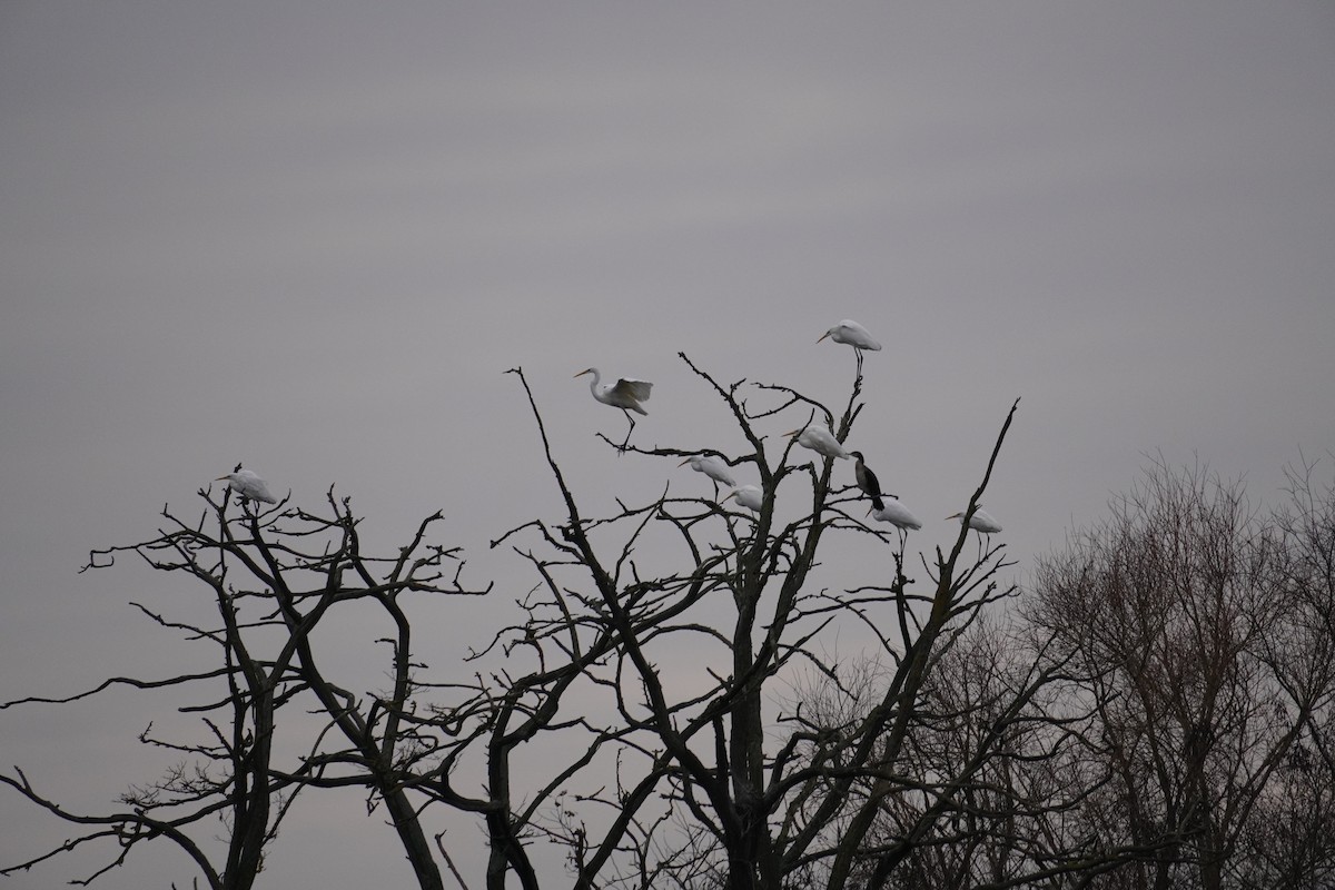 Great Egret - ML646625145