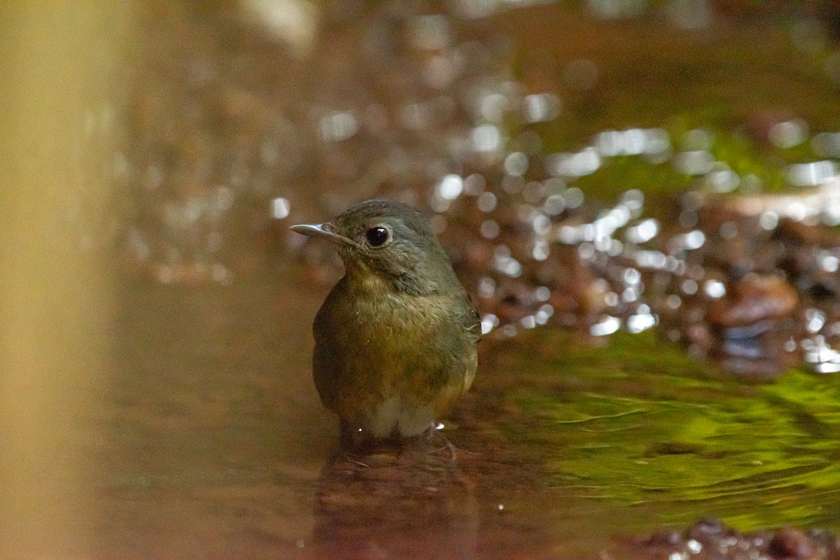 Indian Blue Robin - ML646625146