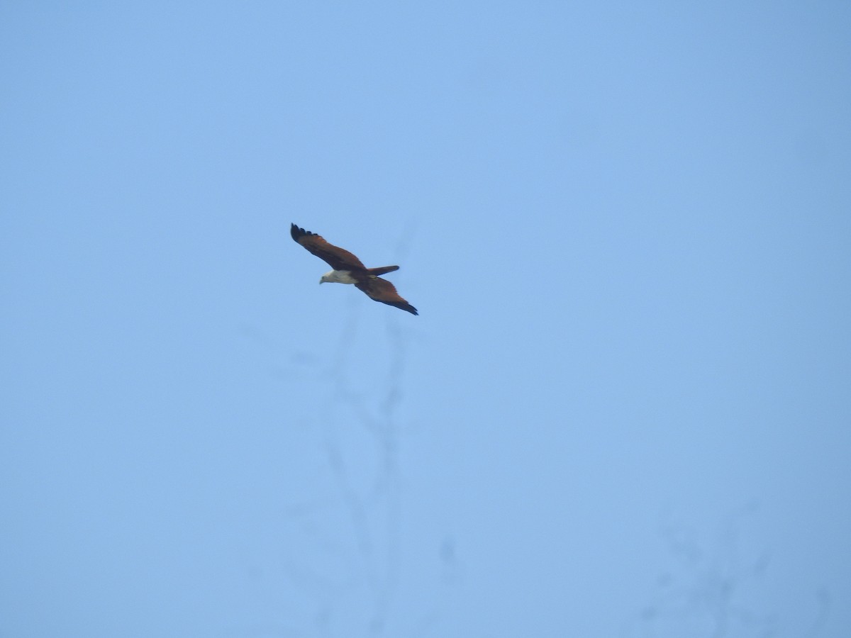Brahminy Kite - ML646625147