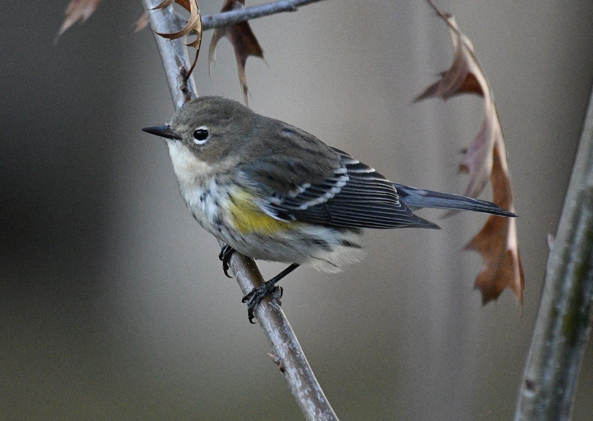 Yellow-rumped Warbler - ML646625149