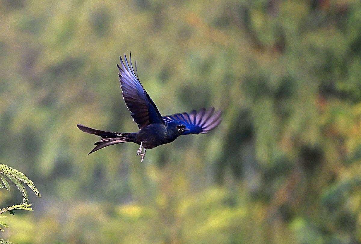 Black Drongo - ML646625150