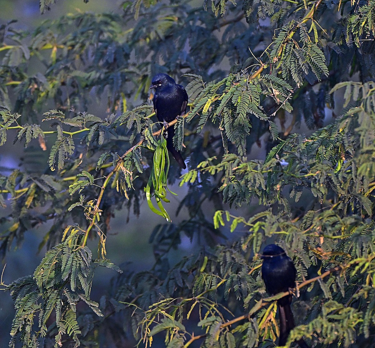 Black Drongo - ML646625151