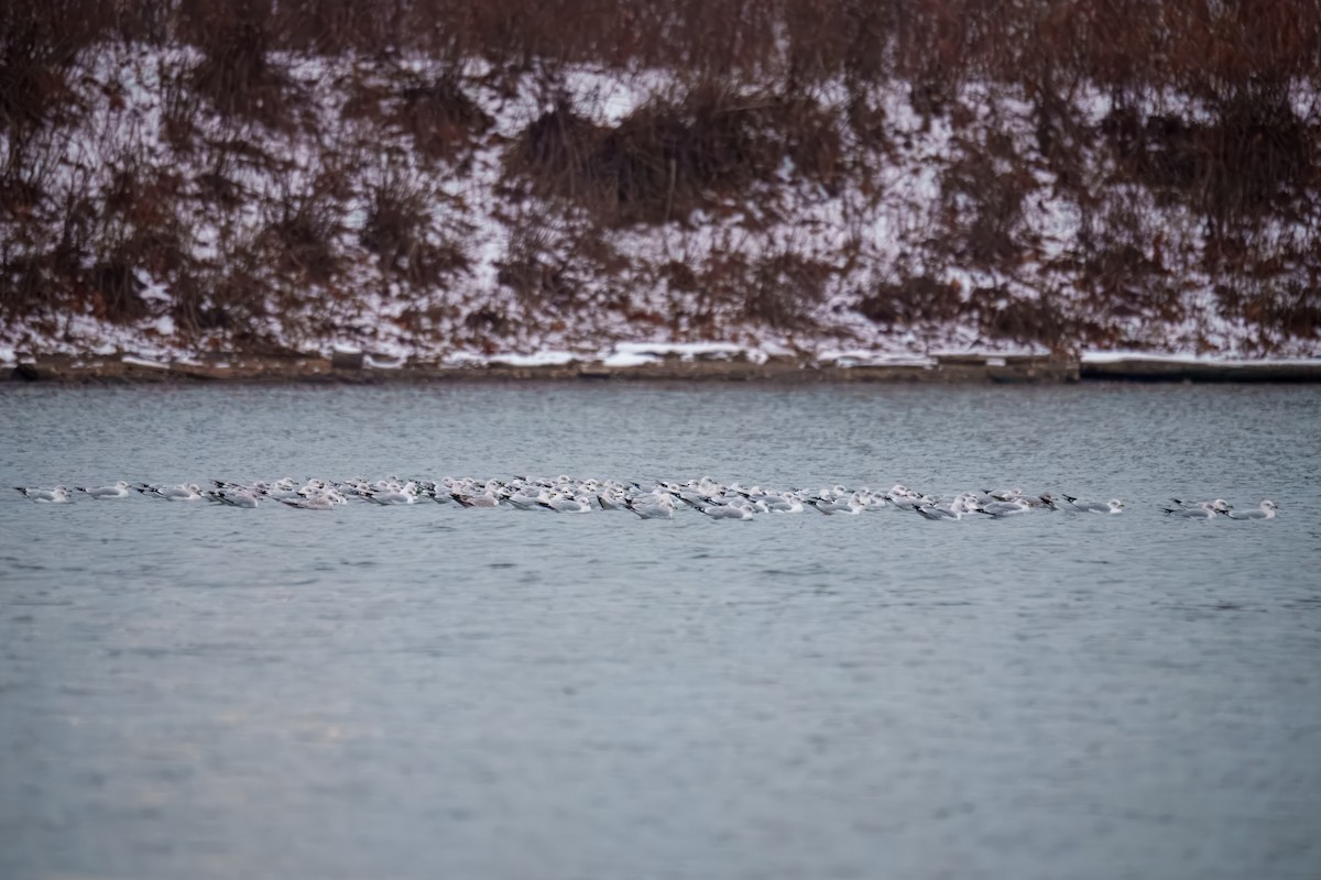 gull sp. - ML646625152