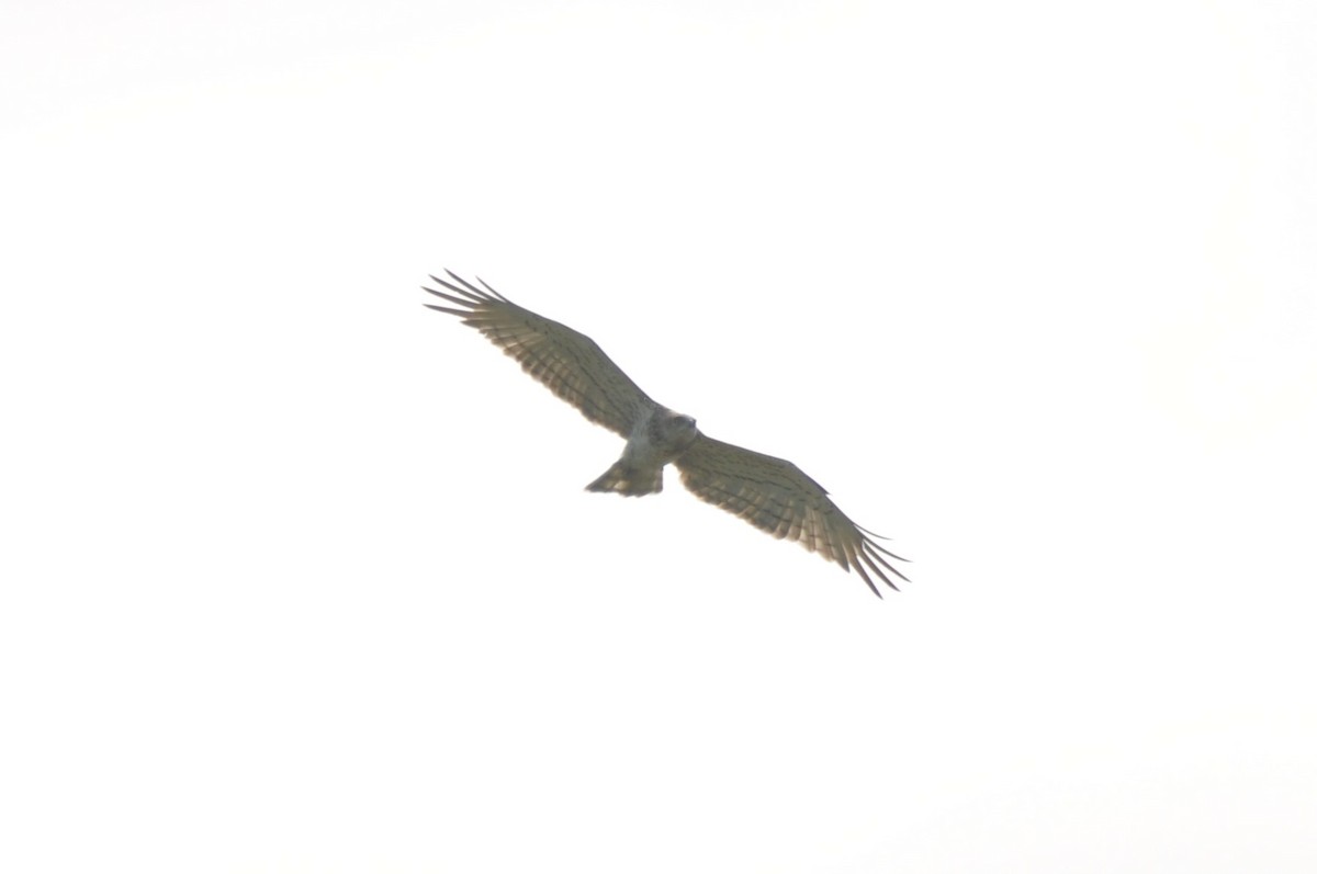 Short-toed Snake-Eagle - ML646625153