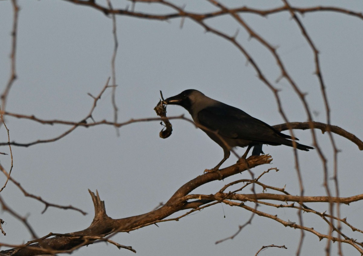 House Crow - ML646625154