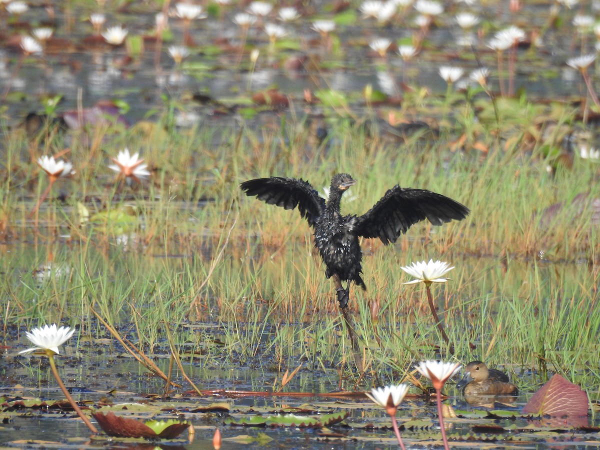Indian Cormorant - ML646625155