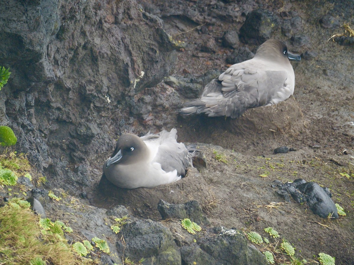 Light-mantled Albatross - ML646625156