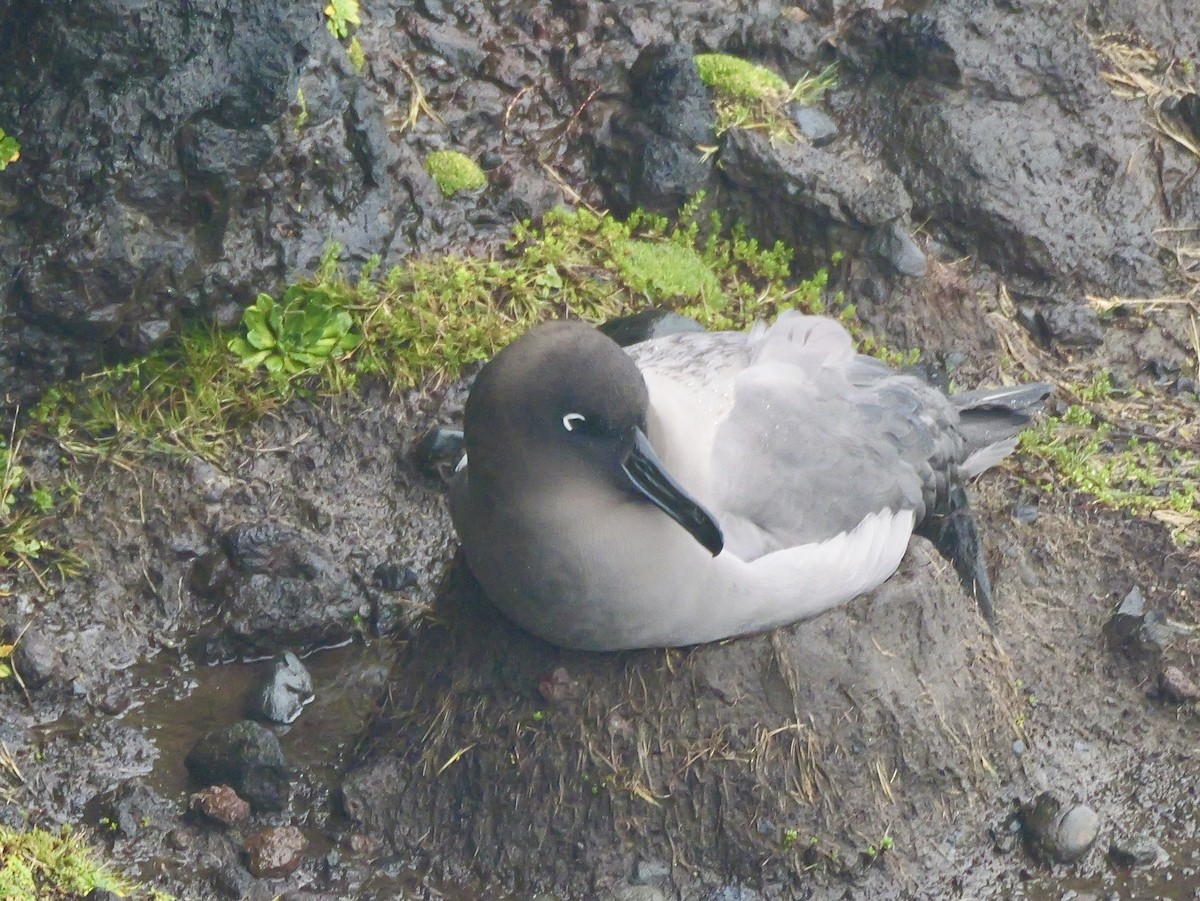 Light-mantled Albatross - ML646625157