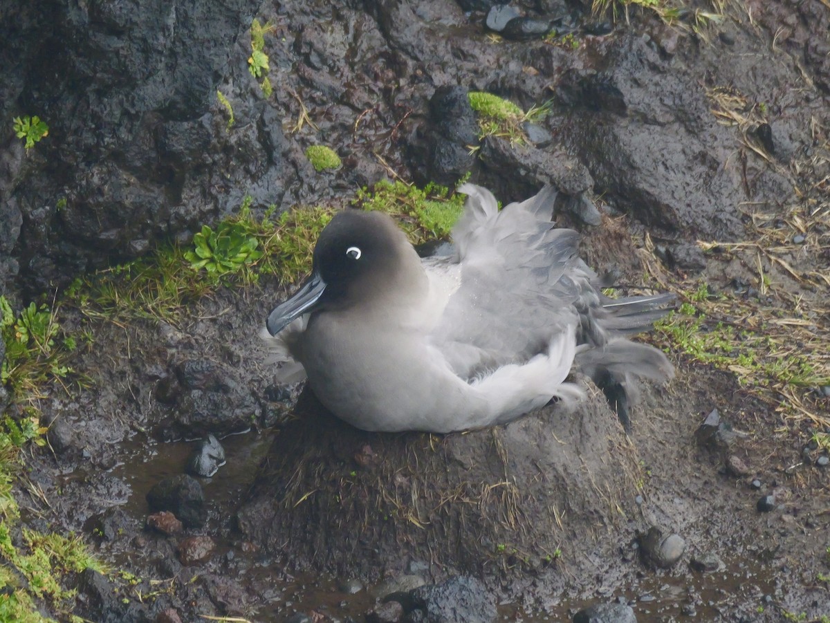 Light-mantled Albatross - ML646625158