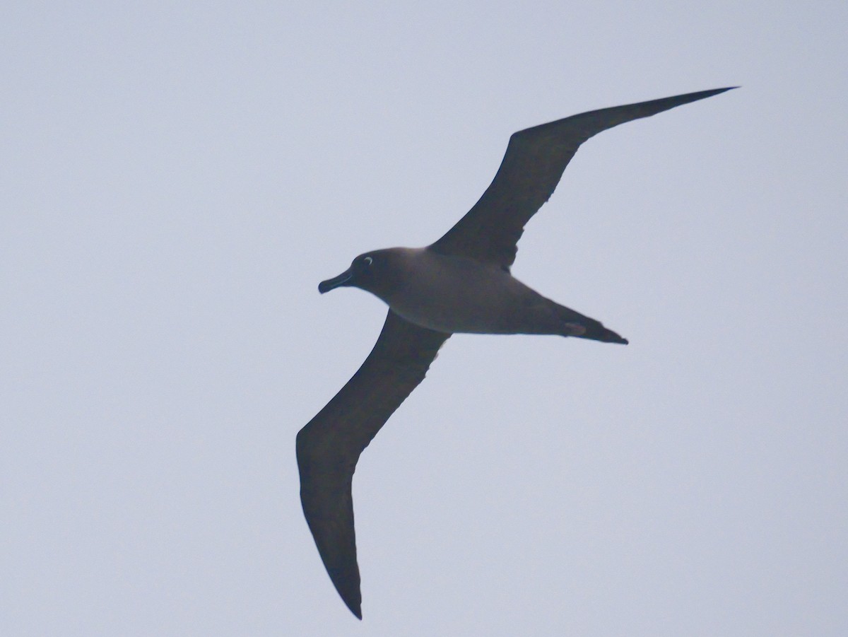 Light-mantled Albatross - ML646625159