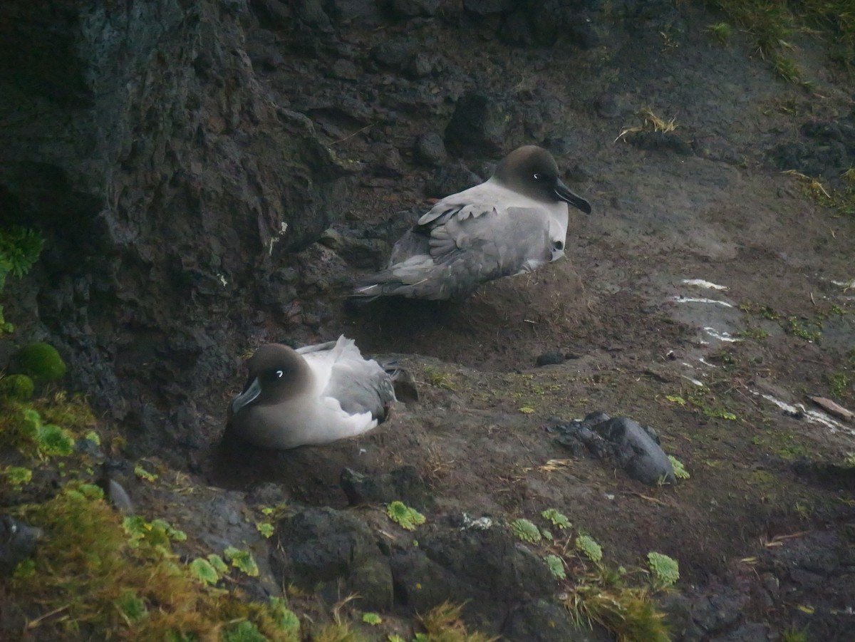 Light-mantled Albatross - ML646625160