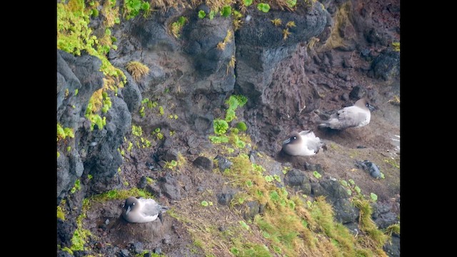 albatros světlehřbetý - ML646625161