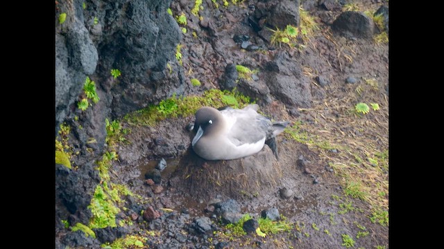 albatros světlehřbetý - ML646625162