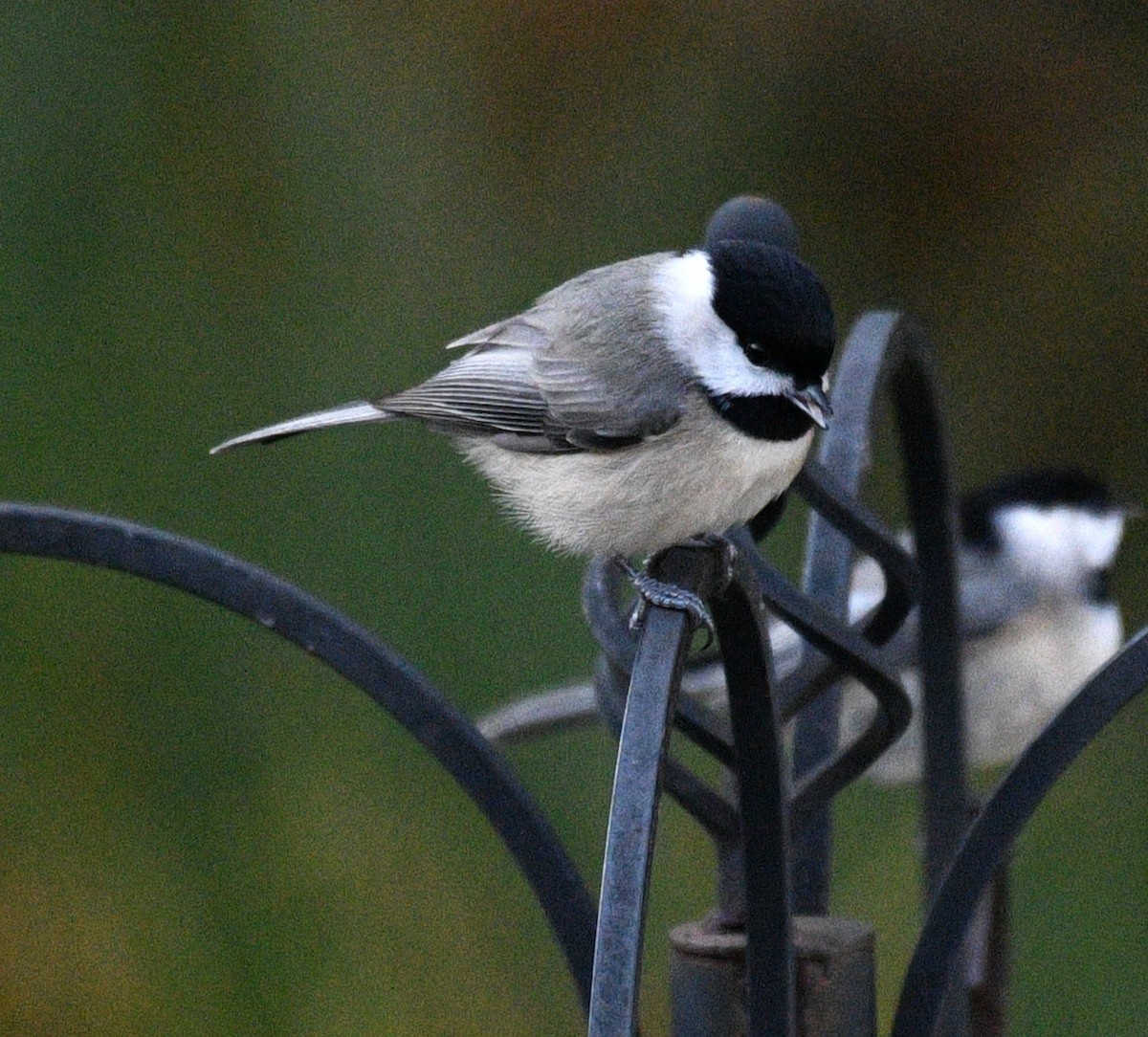 Carolina Chickadee - ML646625163