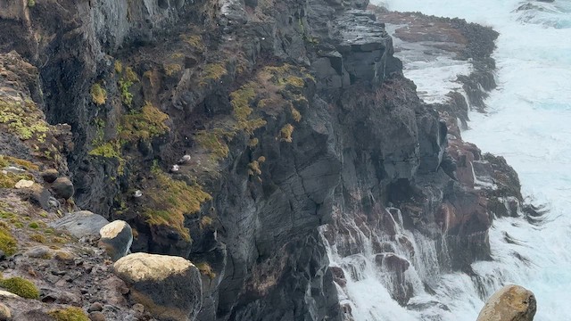 albatros světlehřbetý - ML646625164