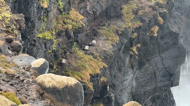 albatros světlehřbetý - ML646625165