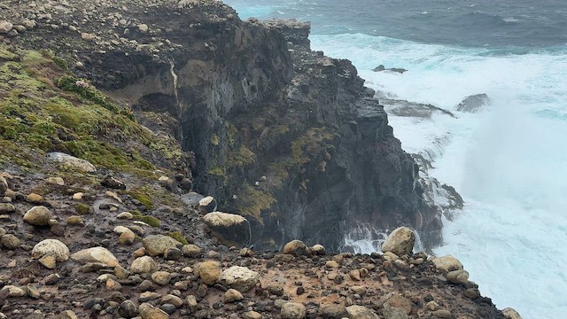 albatros světlehřbetý - ML646625166