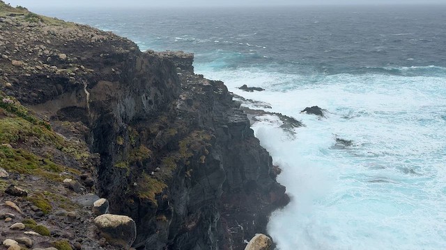 albatros světlehřbetý - ML646625167