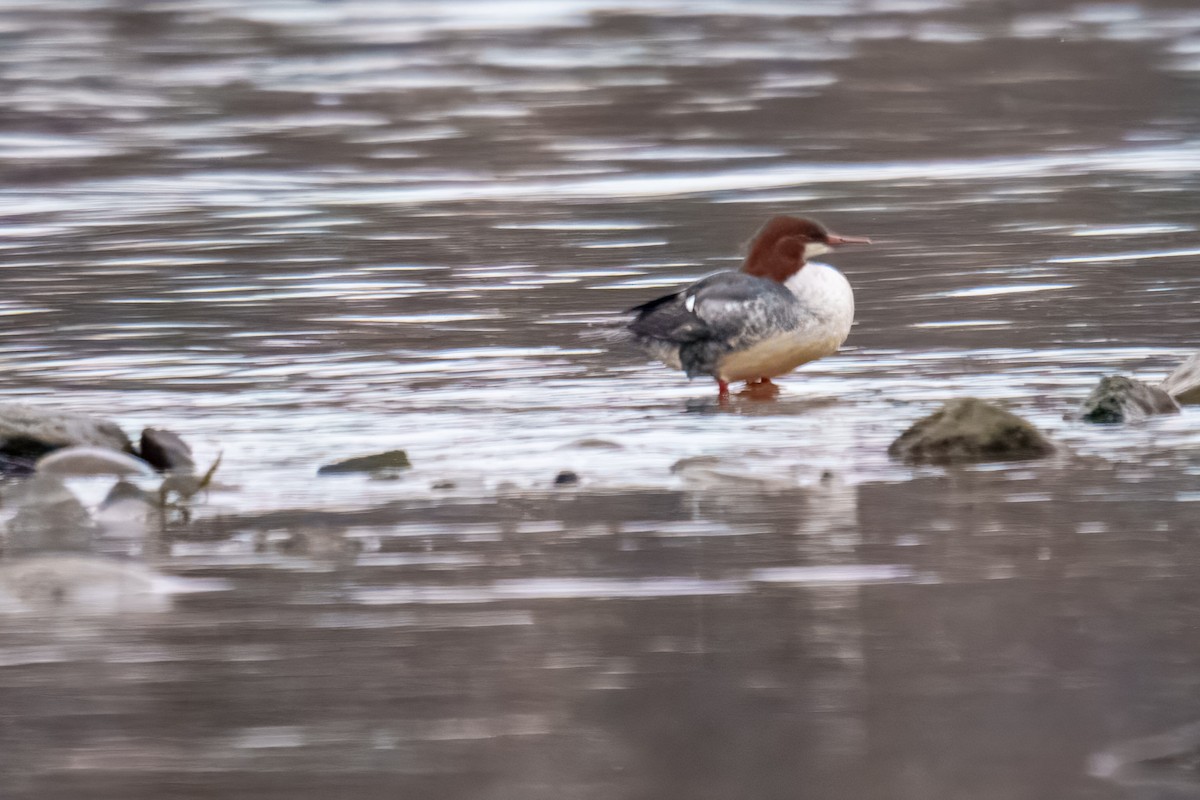 Common Merganser - ML646625168