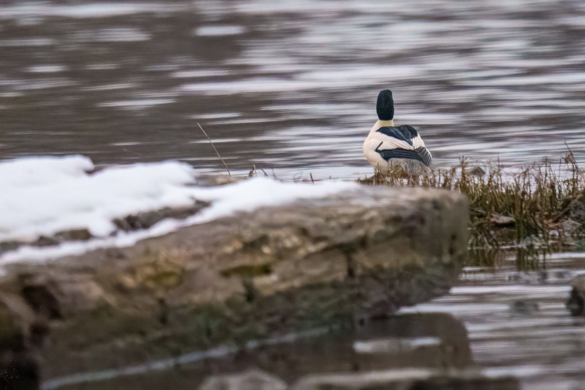 Common Merganser - ML646625169