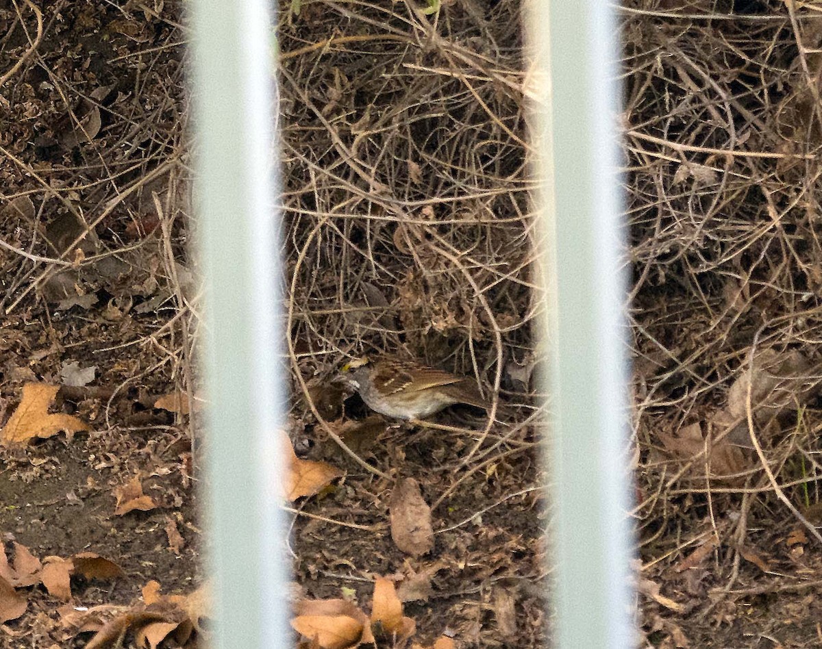 White-throated Sparrow - ML646625170