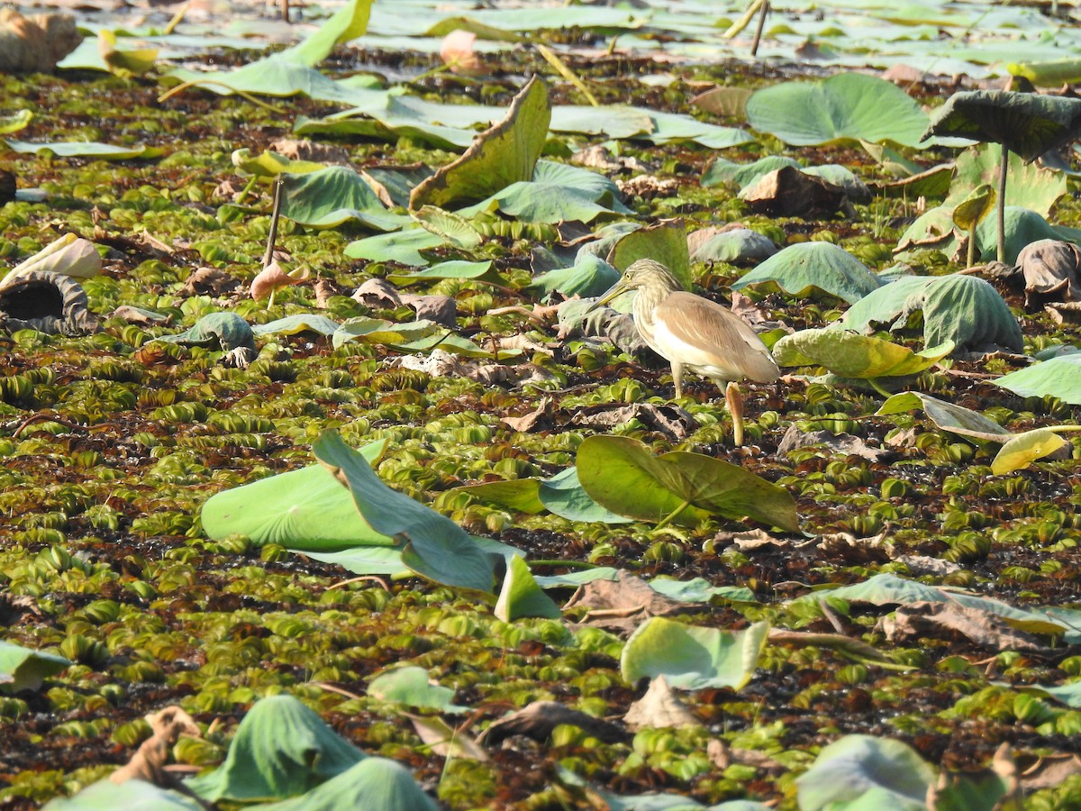 Indian Pond-Heron - ML646625173
