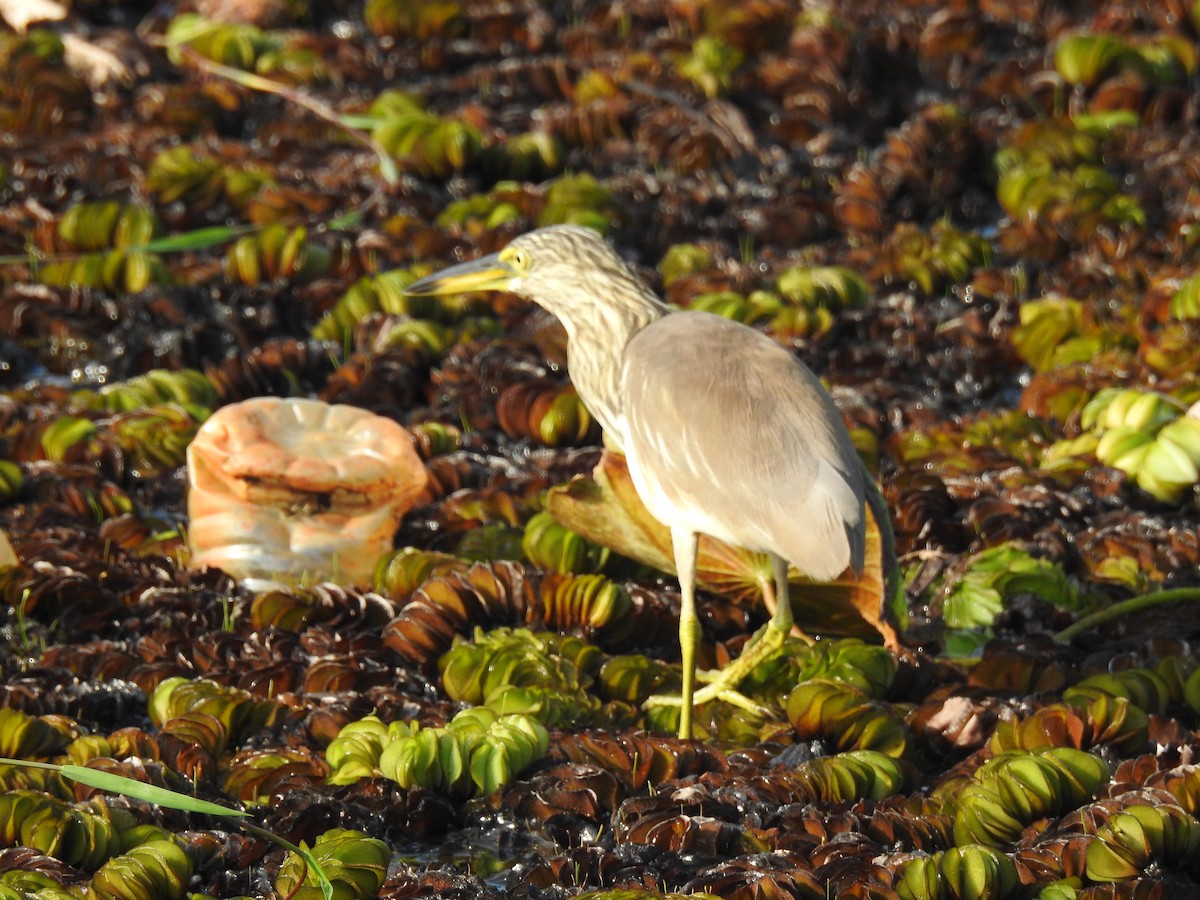 Indian Pond-Heron - ML646625174